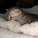 Mau, silver , Male, DOB 4-3-19