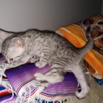 Mau, silver , Male, DOB 4-3-19