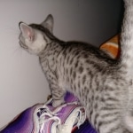 Mau, silver , Male, DOB 4-3-19