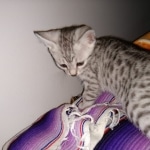 Mau, silver , Male, DOB 4-3-19