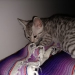 Mau, silver , Male, DOB 4-3-19