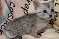Oscar Egyptian Mau Silver Male #3 DOB 5/4/24