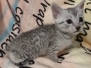 Oscar Egyptian Mau Silver Male #3 DOB 5/4/24
