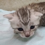 Mau silver male DOB 5/4/24