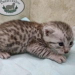 Mau silver male DOB 5/4/24