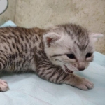 Mau silver male DOB 5/4/24