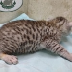 Mau silver male DOB 5/4/24