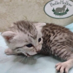 Mau silver male DOB 5/4/24