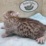 Mau silver male DOB 5/4/24