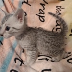 Mau silver male DOB 5/4/24