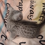 Mau silver male DOB 5/4/24