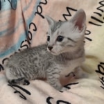 Mau silver male DOB 5/4/24