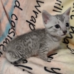 Mau silver male DOB 5/4/24