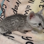 Mau silver male DOB 5/4/24