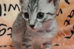 Egyptian Mau silver Male #3 DOB 7-5-24