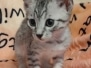 Egyptian Mau silver Male #3 DOB 7-5-24