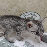 Egyptian-Maus-silver-male-a