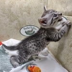 Egyptian-Maus-silver-male-b