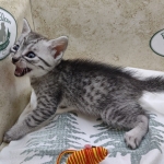 Egyptian-Maus-silver-male-c