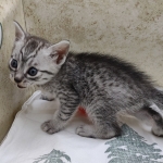 Egyptian-Maus-silver-male-d