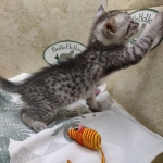 Egyptian-Maus-silver-male