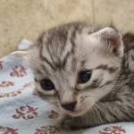 Egyptian Mau silver Male