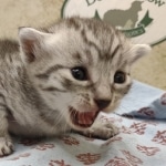 Egyptian Mau silver Male