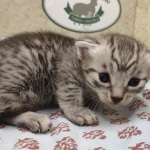 Egyptian Mau silver Male