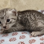 Egyptian Mau silver Male