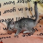 Egyptian Mau silver Male