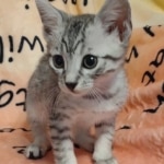 Egyptian Mau silver Male