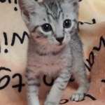 Egyptian Mau silver Male