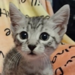 Egyptian Mau silver Male