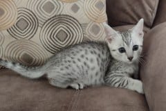 Egyptian Mau Silver Male #3 DOB 8-19-22