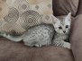Egyptian Mau Silver Male #3 DOB 8-19-22