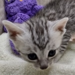 Mau Silver Male DOB 8-19-22