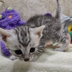 Mau Silver Male DOB 8-19-22