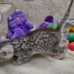 Mau Silver Male DOB 8-19-22