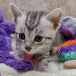 Mau Silver Male DOB 8-19-22