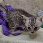 Mau Silver Male DOB 8-19-22