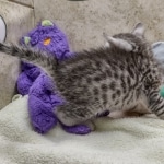 Mau Silver Male DOB 8-19-22