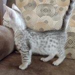 Mau Silver Male DOB 8-19-22