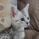 Mau Silver Male DOB 8-19-22