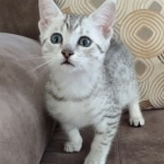 Mau Silver Male DOB 8-19-22