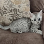 Mau Silver Male DOB 8-19-22