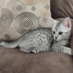 Mau Silver Male DOB 8-19-22