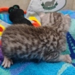 Mau Silver Male DOB 8-19-22