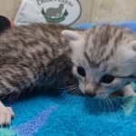 Mau Silver Male DOB 8-19-22