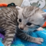 Mau Silver Male DOB 8-19-22