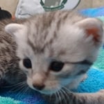 Mau Silver Male DOB 8-19-22